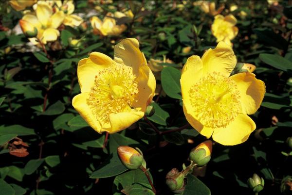 Hypericum dummeri 'Peter Dummer' - ↕10-25cm - Ø9cm - 60x