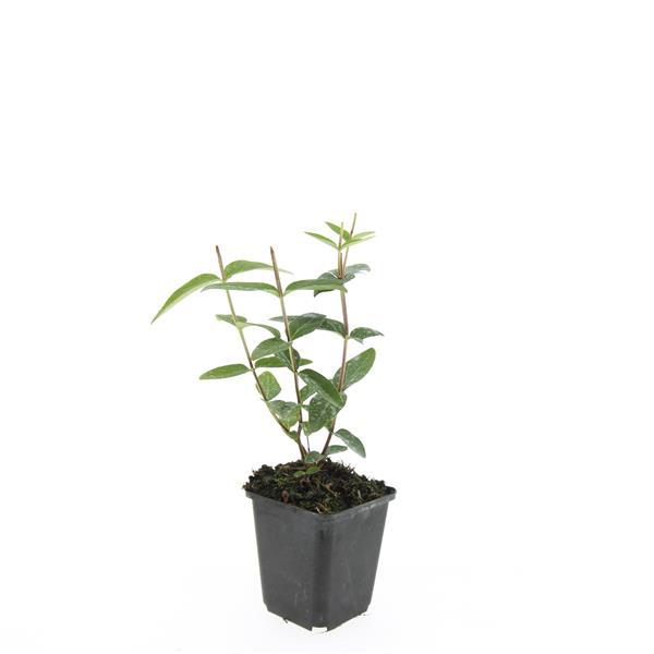 Hypericum inodorum 'Rheingold' - ↕10-25cm - Ø9cm - 60x