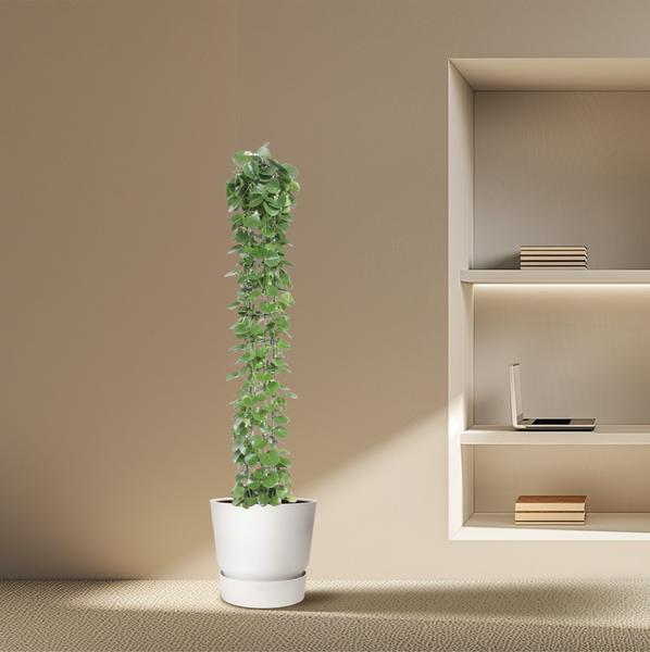 Cissus rotundifolia gaasrek - 160 cm - ø27