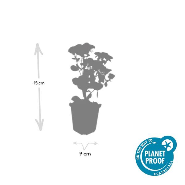 Sedum 'Herbstfreude' - ↕10-25cm - Ø9cm - 60x