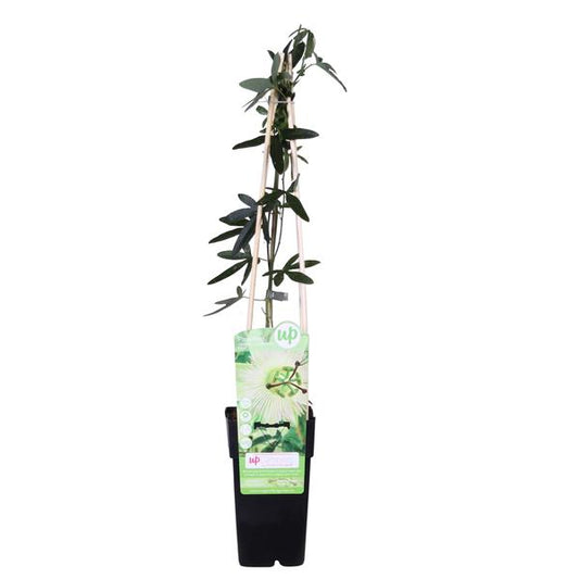 Passiflore caerulea blanche 'Constance Elliot' - Ø15cm - ↕65cm