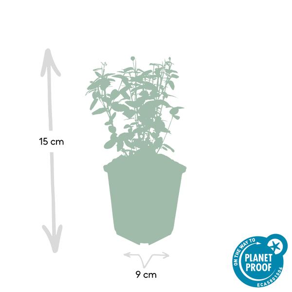 Euonymus fortunei radicans - ↕10-25cm - Ø9cm - 60x