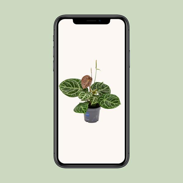 Anthurium Cristal Hybride Compact - Ø17cm - ↕40cm