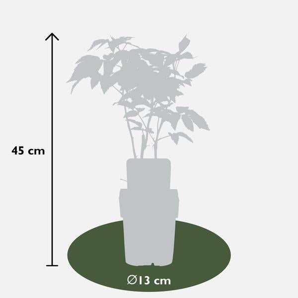 Rubus idaeus 'Malling Promise' - Framboise - Ø13cm - ↕45cm