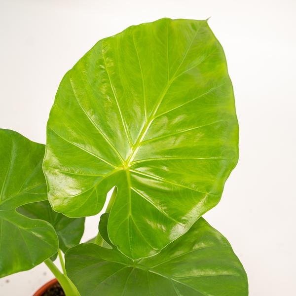 Alocasia Macrorrhiza - Ø19cm - ↕70cm + Pot Mayk Or