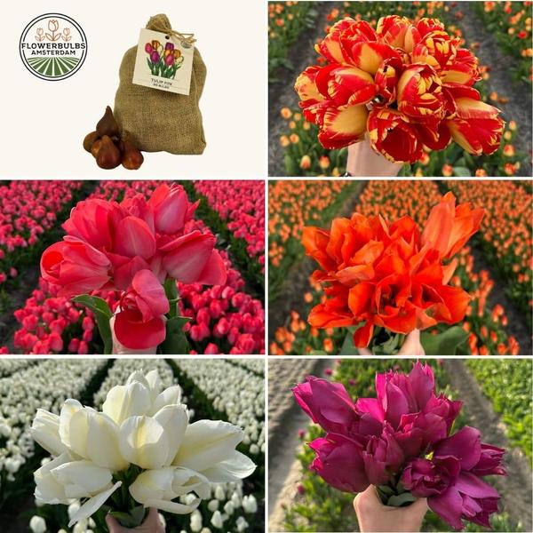 Flowerbulbs Amsterdam - Medium Tulip Mix - Sachet de valeur durable, 50 bulbes de fleurs pour 1 m2 de splendeur florale - Taille 12+