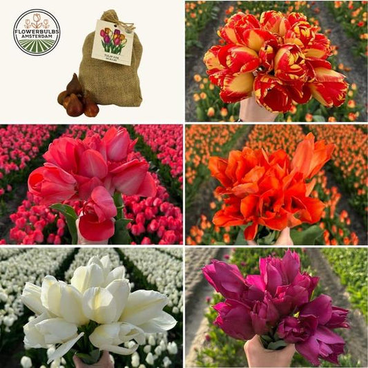 Flowerbulbs Amsterdam - Medium Tulip Mix - Sachet de valeur durable, 50 bulbes de fleurs pour 1 m2 de splendeur florale - Taille 12+