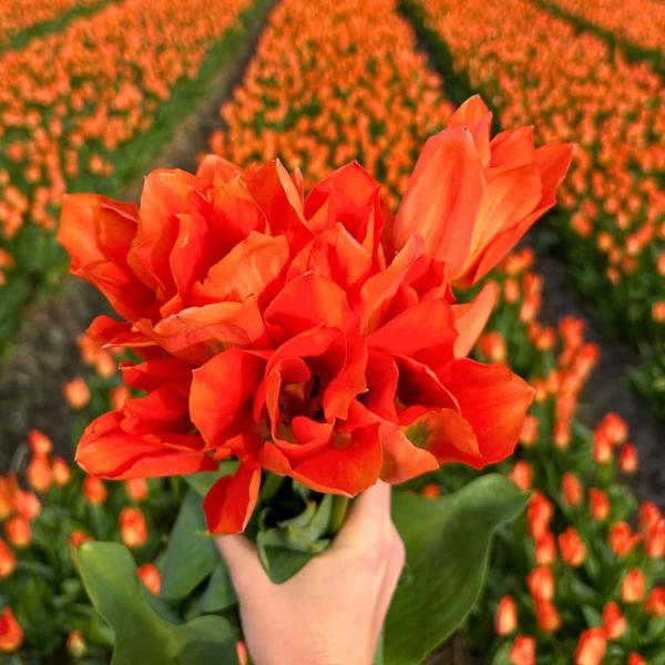Flowerbulbs Amsterdam - Super Tulip Mix - Sachet de valeur durable, 100 bulbes de fleurs pour 2,5 m2 de splendeur florale - Taille 12+