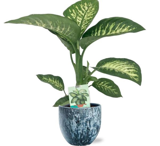 Dieffenbachia Seguine Tropic Snow - Ø19cm - ↕70cm +  Sem Pot D20x18cm - Blauw