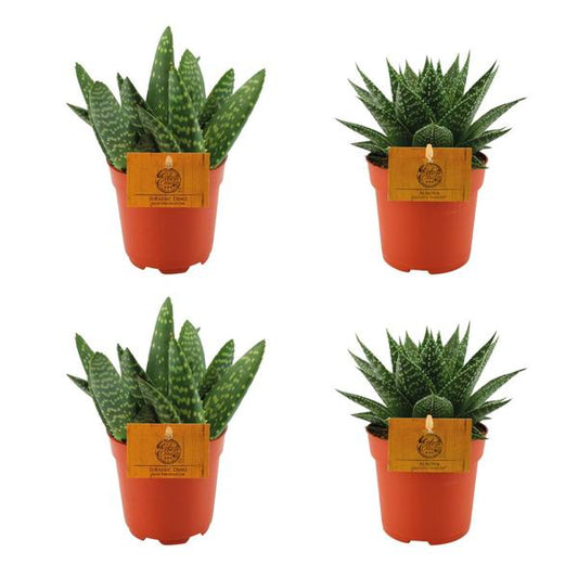 2x Aloe Paradisicum + 2x Gasteria Hybrid Aurora - 4 pièces - Ø10,5cm - ↕10cm