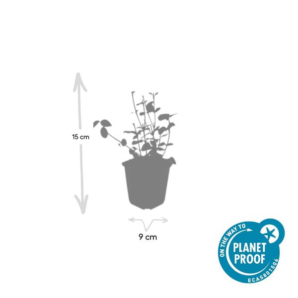 Euonymus fort. 'Coloratus' - ↕10-25cm - Ø9cm - 60x