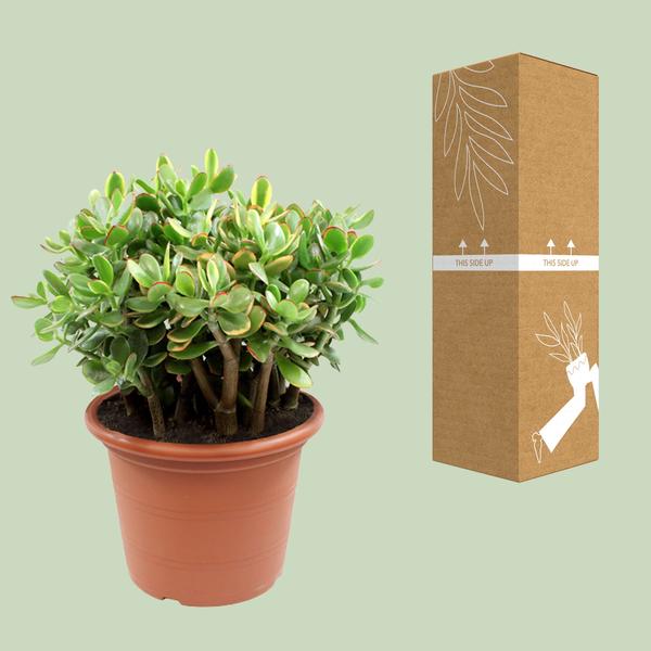 Crassula Sunset - Ø30cm - ↕50cm