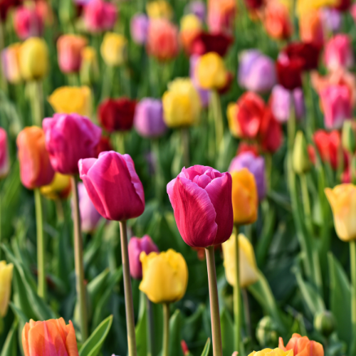 Tulip Mix - Bulbes de tulipes 20 pièces