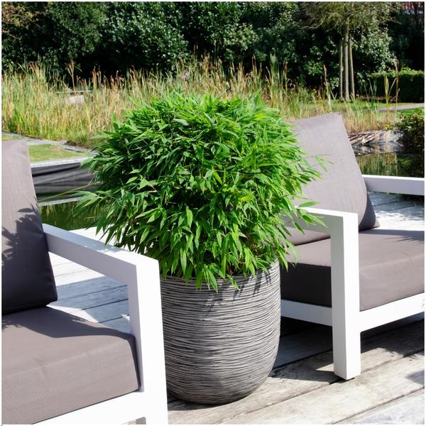 1 x Fargesia larmes de lune 'Boobux XL - Ø 29 cm - ↨ 70 cm