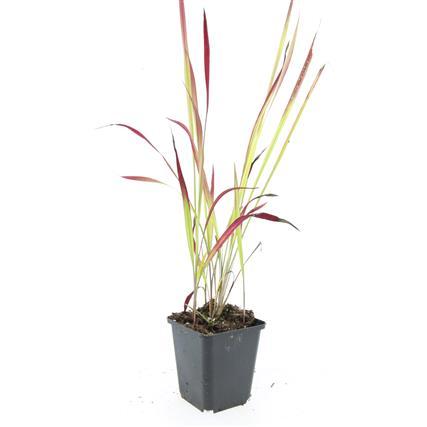 Imperata cylindrica 'Red Baron' - ↕10-25cm - Ø9cm - 60x