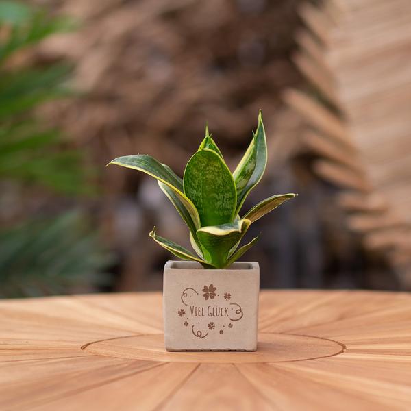 Congreetz® plantpots + Sansevieria | Viel Glück