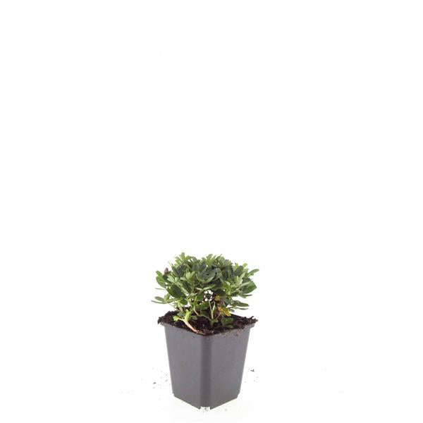 Potentilla tridentata 'Nuuk' - ↕10-25cm - Ø9cm - 60x
