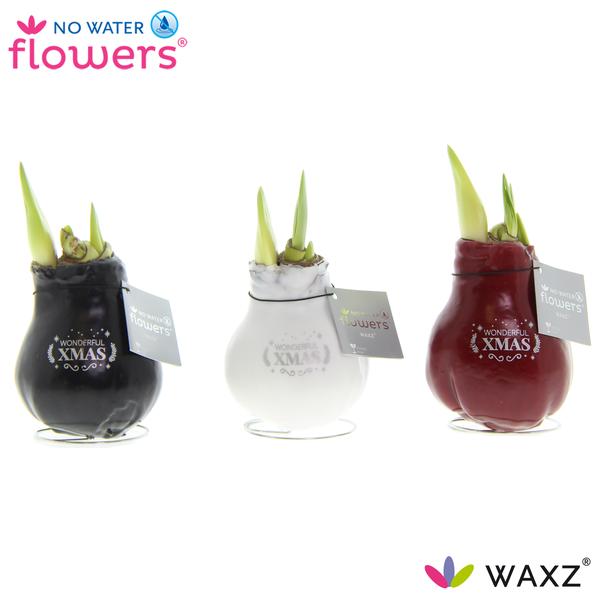 No Water Flowers Waxz Message Printz Xmas - 3 stuks - Ø7 cm - ↕15 cm