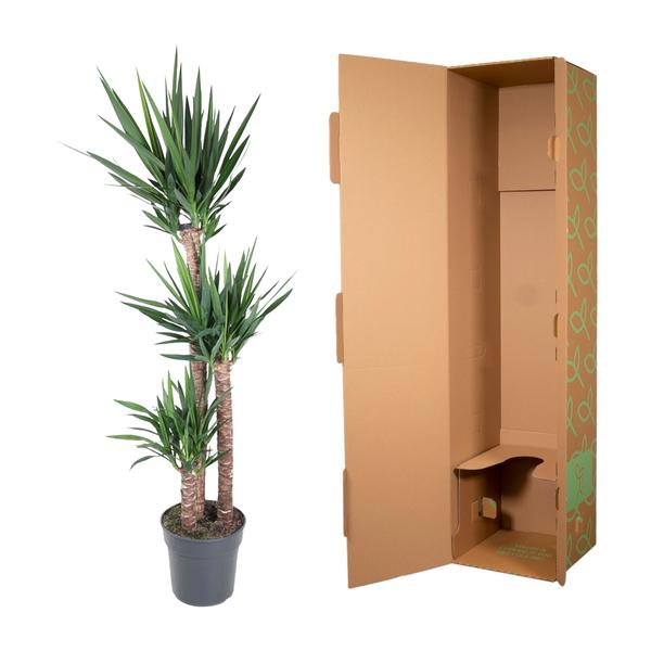 Yucca Éléphantipe - 170 cm - ø31