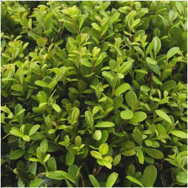 12x Ilex crenata 'Jenny' - 12 x Ø7 cm - ↕15 cm - 6 paquets