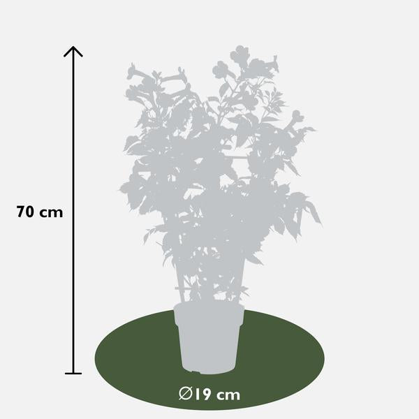 2x - Campsis 'Été Indien' - ↨65cm - Ø15