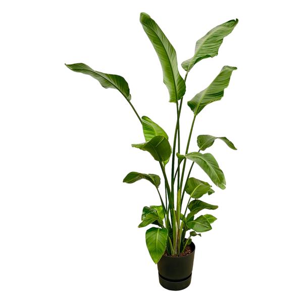 Strelitzia Nicolai dont elho Greenville Rond noir - 180 cm - Ø30