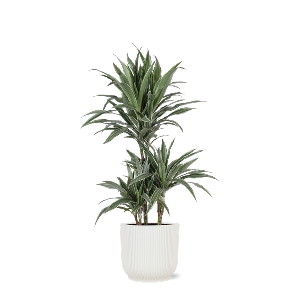 Dracaena Warneckii Ø21cm - ↕65cm in Vibes WIT pot