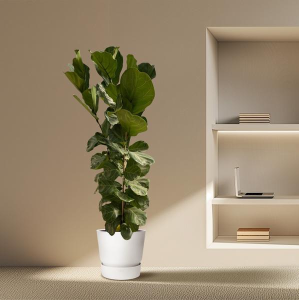Arbuste Ficus Lyrata - 170 cm - Ø30
