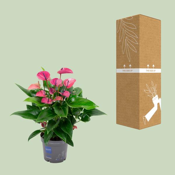 Anthurium KARMA Violet - Ø17cm - ↕50cm