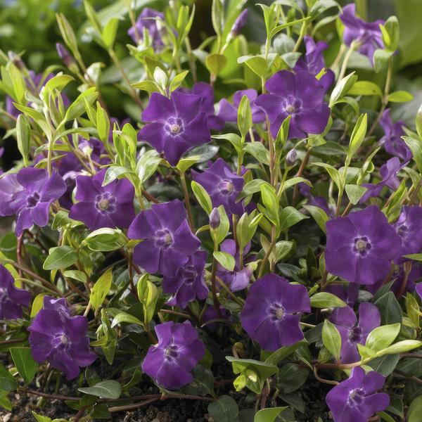 Vinca mineure 'Atropurpurea', - ↕10-25cm - Ø9cm - 40x