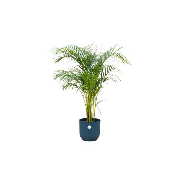Offre combinée - Palmier Areca avec elho Vibes Fold Round bleu Ø30 - 140 cm