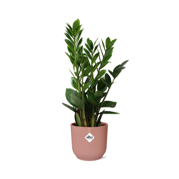 Zamioculcas – Hauteur 45-50 en ELHO Vibes Fold 14cm rose