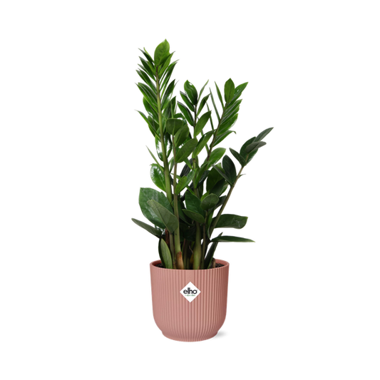 Zamioculcas – Hauteur 45-50 en ELHO Vibes Fold 14cm rose