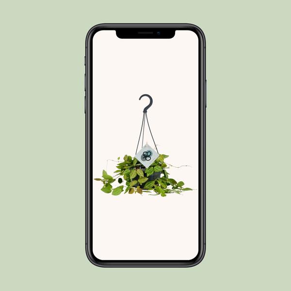 Dischidia ovale - Ø14cm - ↕40cm
