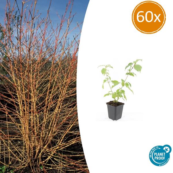 Cornus sang. 'Anny's Winter Orange' - ↕10-25cm - Ø9cm - 60x