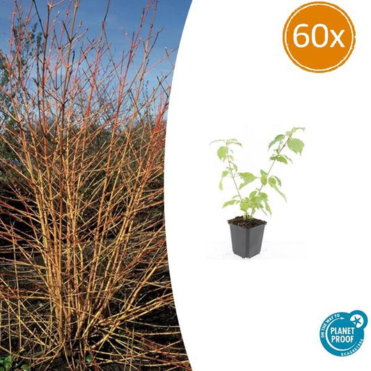 Cornus sang. 'Anny's Winter Orange' - ↕10-25cm - Ø9cm - 60x