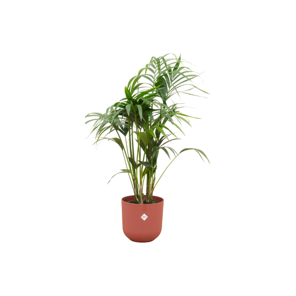 Offre combinée - Palmier Kentia avec elho Jazz Round rouge Ø26 - 130 cm