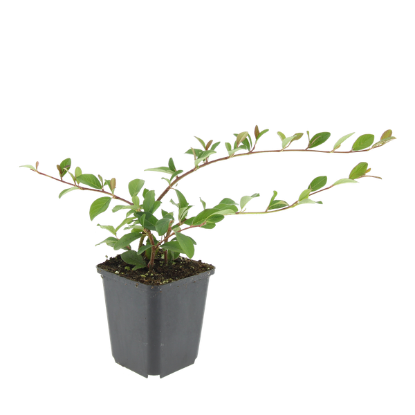 Cotoneaster dam. 'Major' - ↕25cm - Ø9cm - 60x