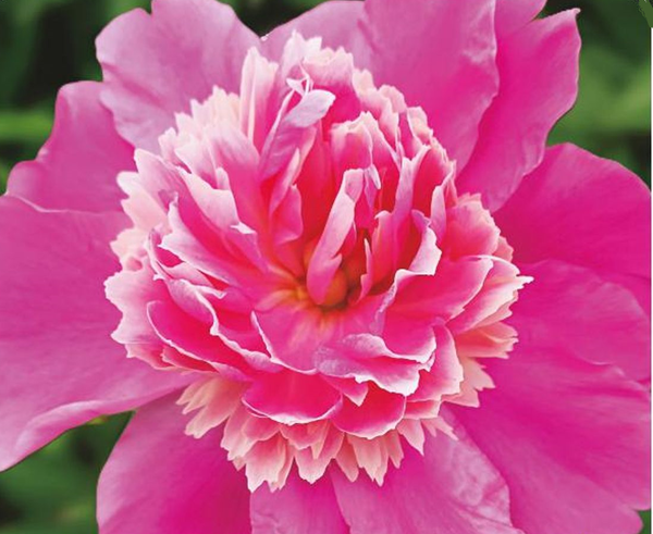 Paeonia 'Nymphe la Pieuse' - 4x