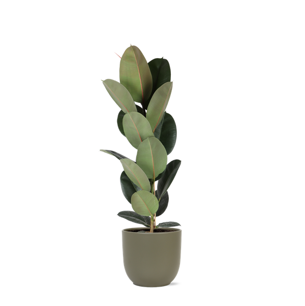 Ficus Elastica Robusta - Ø21cm - ↕90cm en pot Boule OLIVE
