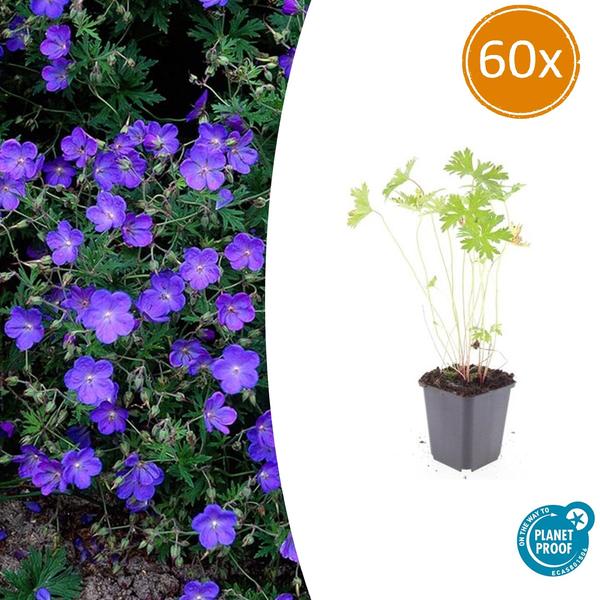 Geranium 'Johnson's Blue' - ↕10-25cm - Ø9cm - 60x