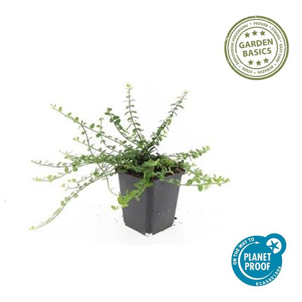 Euonymus fort. 'Minimus' - ↕10-25cm - Ø9cm - 60x