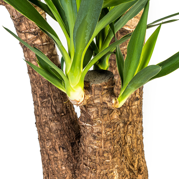 Yucca Éléphantipes Ø24cm - ↕90-100cm