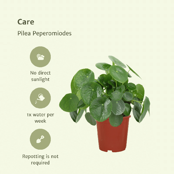 2x Pilea Peperomiodes - Plante à crêpes - 25cm - ø15