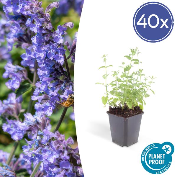 Nepeta 'Six Hills Giant' - ↕10-25cm - Ø9cm - 40x