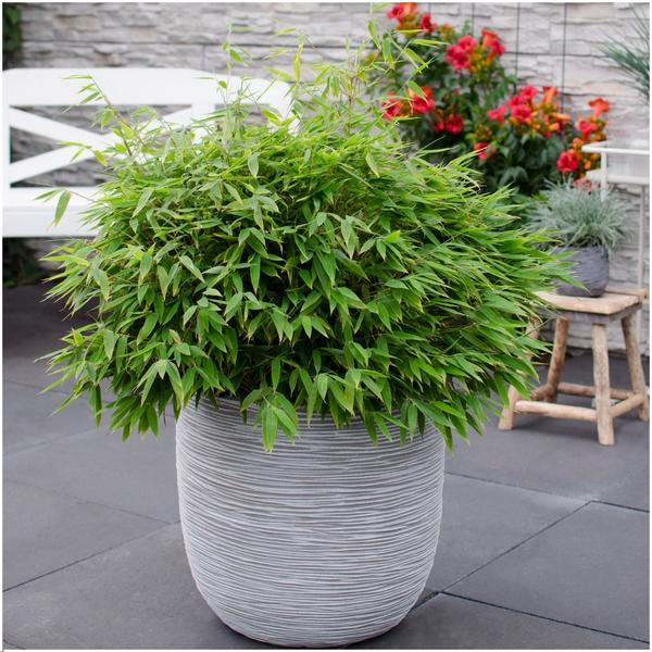 1 x Fargesia larmes de lune 'Boobux XL - Ø 29 cm - ↨ 70 cm