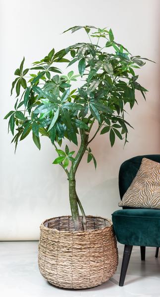 Plante artificielle - Pachira Aquatica - Arbre à argent - 150 cm