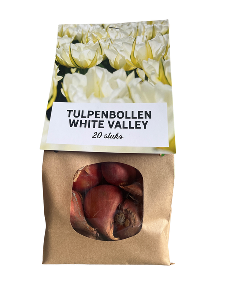 White Valley - Bulbes de tulipes 20 pièces