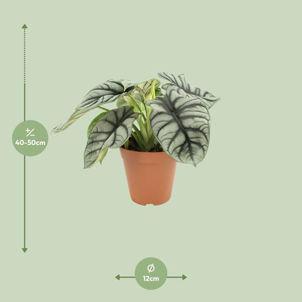 Dragon d'Argent Alocasia - Ø12 ↕25-45