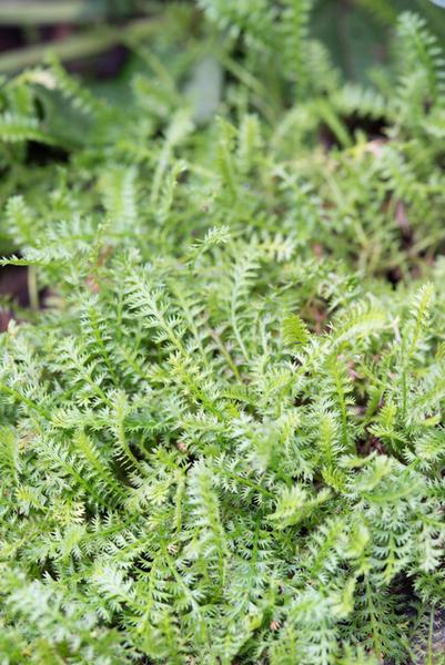 Leptinella squalida - ↕10-25cm - Ø9cm - 60x